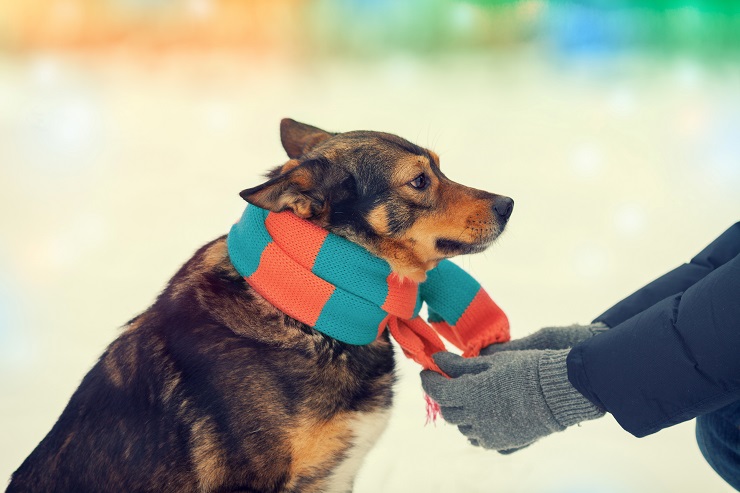 Man tying a scarf on a dog in cold winter